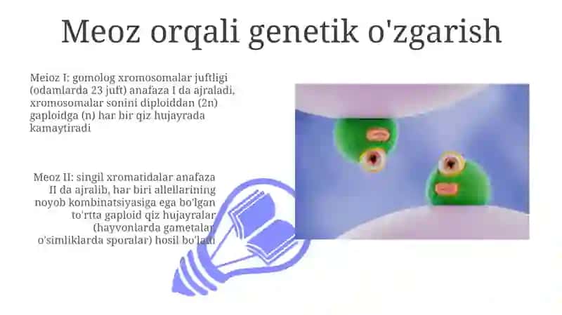 Meyoz 3