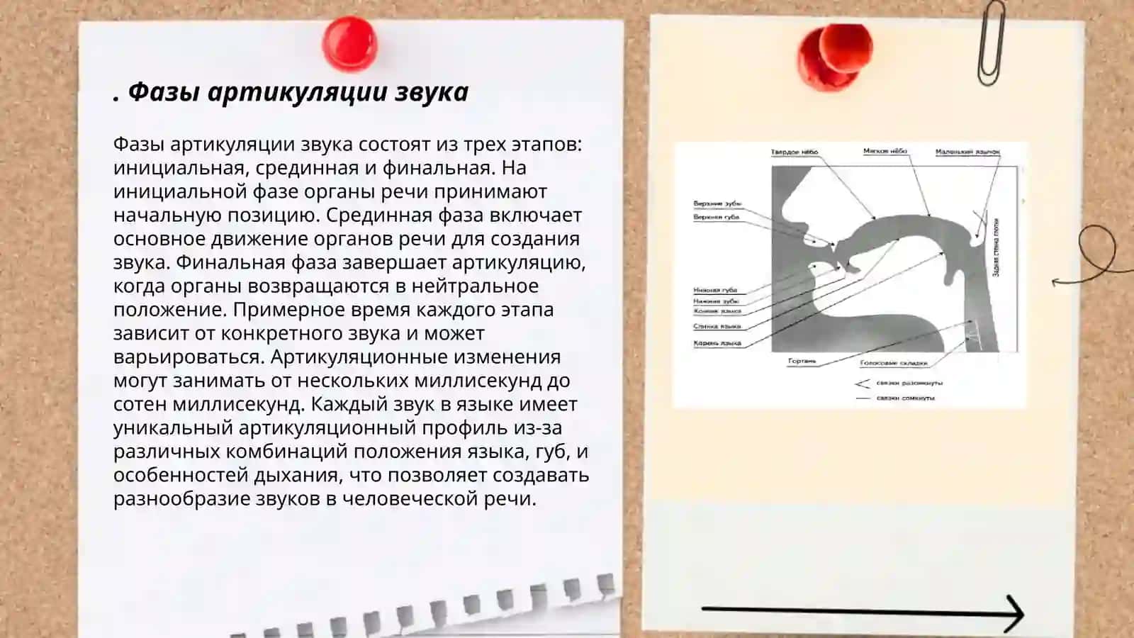 Артикуляция звука, ее фазы. Артикуляционная база. Речевой аппарат 3