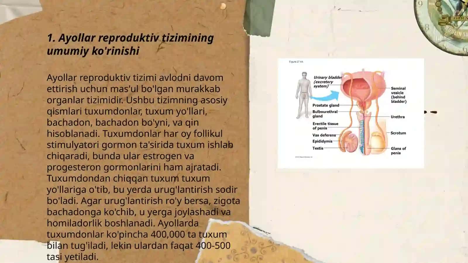 Ayollar reproduktiv tizimining fiziologiyasi 3