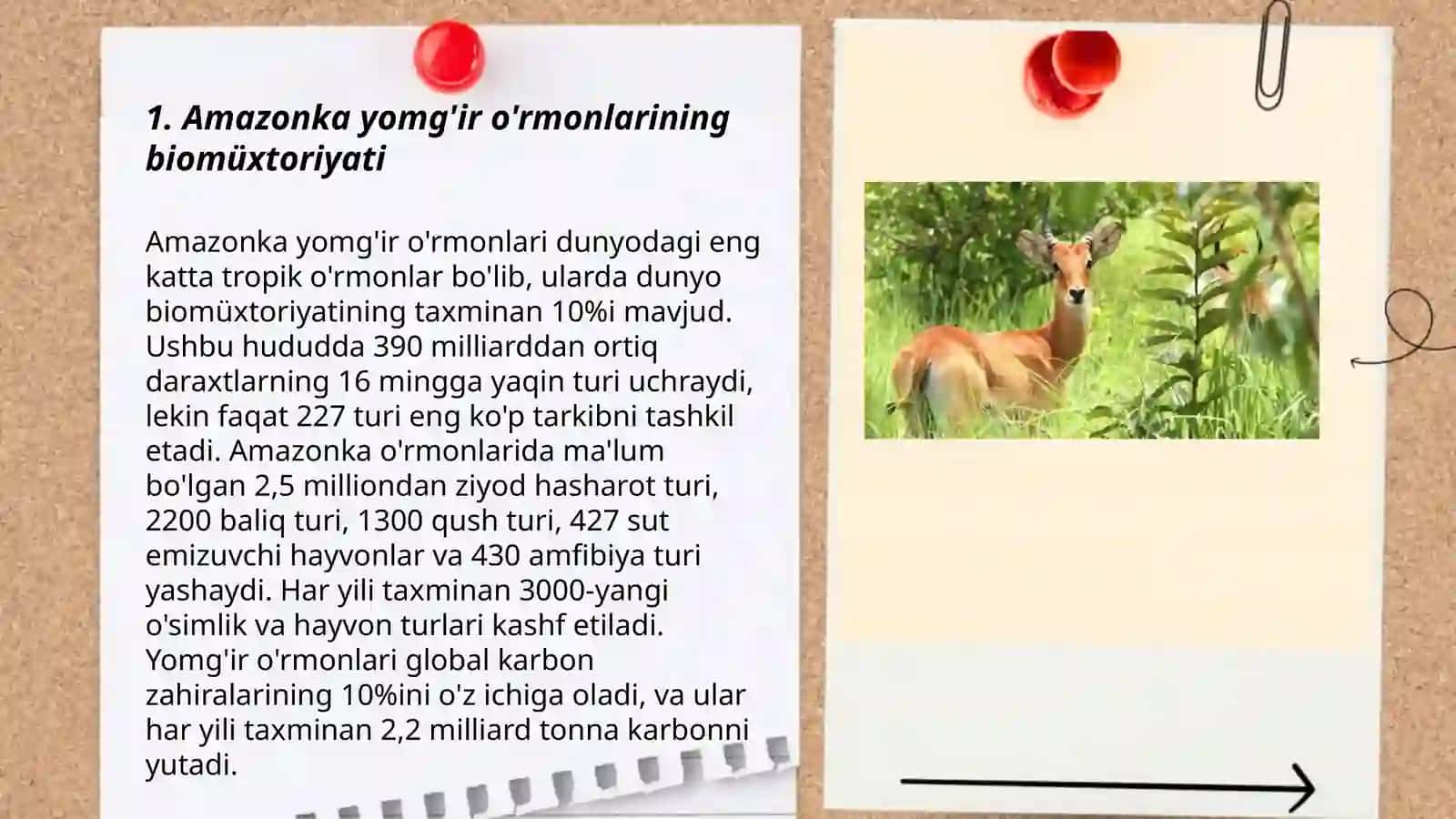 Amazonka yomg'ir o'rmonlarining biomüxtoriyati 3