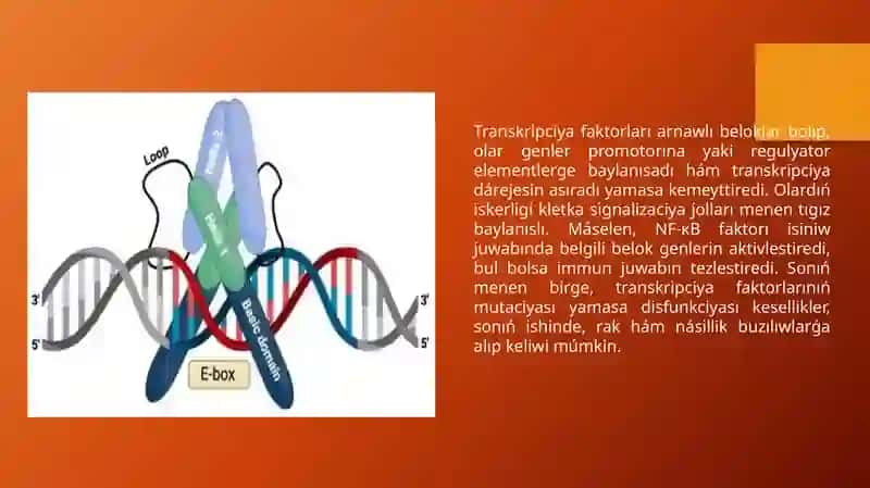 Belok biosinteziniń basqarılıwı 3