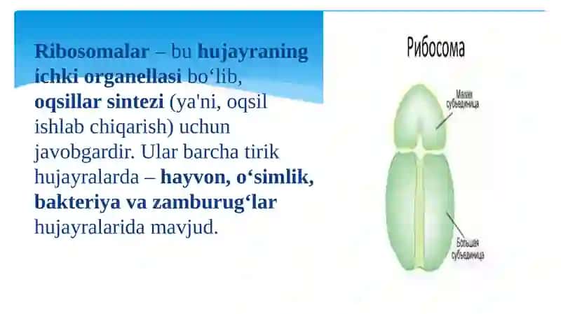 Ribosomalar. Oqsil Biosintezi. 3