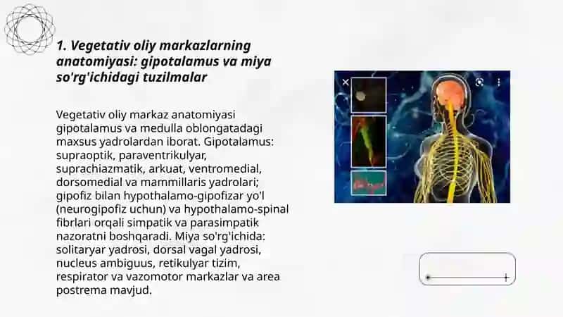 Vegetativ oliy markazlar va ularning funksional ahamiyati 3