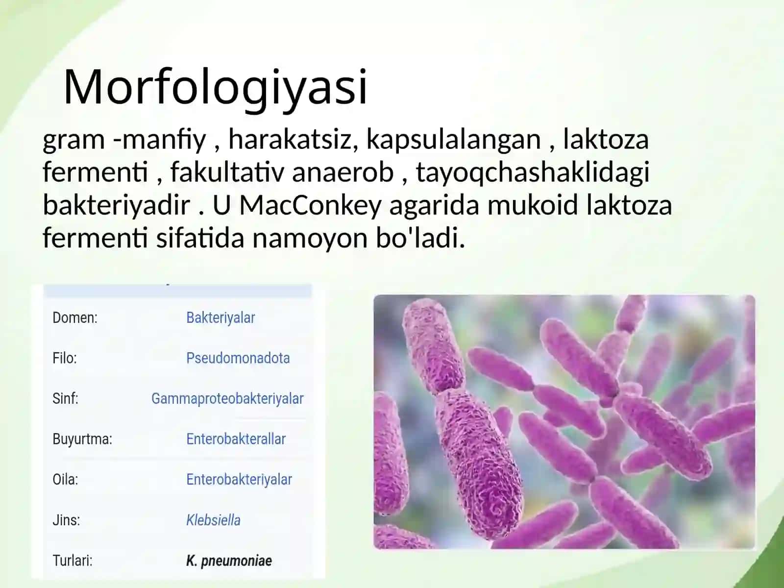 Klebsiella bakteriyalari(mikrobiologiya) 3