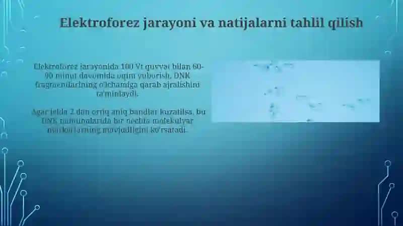 Molekulyar markerlarni PZR va gel – elektroforez usulida aniqlash 3