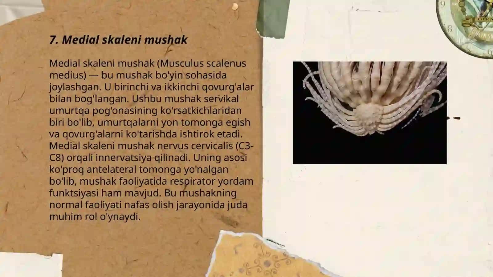 Qo‘lning erkin suyaklari birlashmalari 3