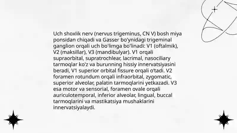 Uch shoxlik nerv 3