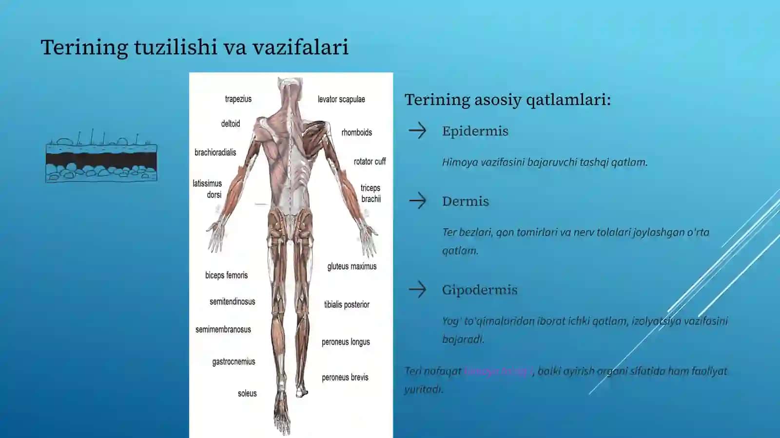 Ayirish sistemasining asosiy a'zolari 3
