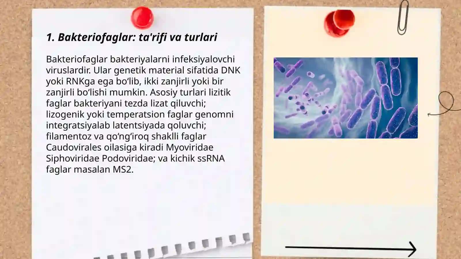 Bakteriofaglar, morfologiyasi, strukturasi, repraduksiyasi 3