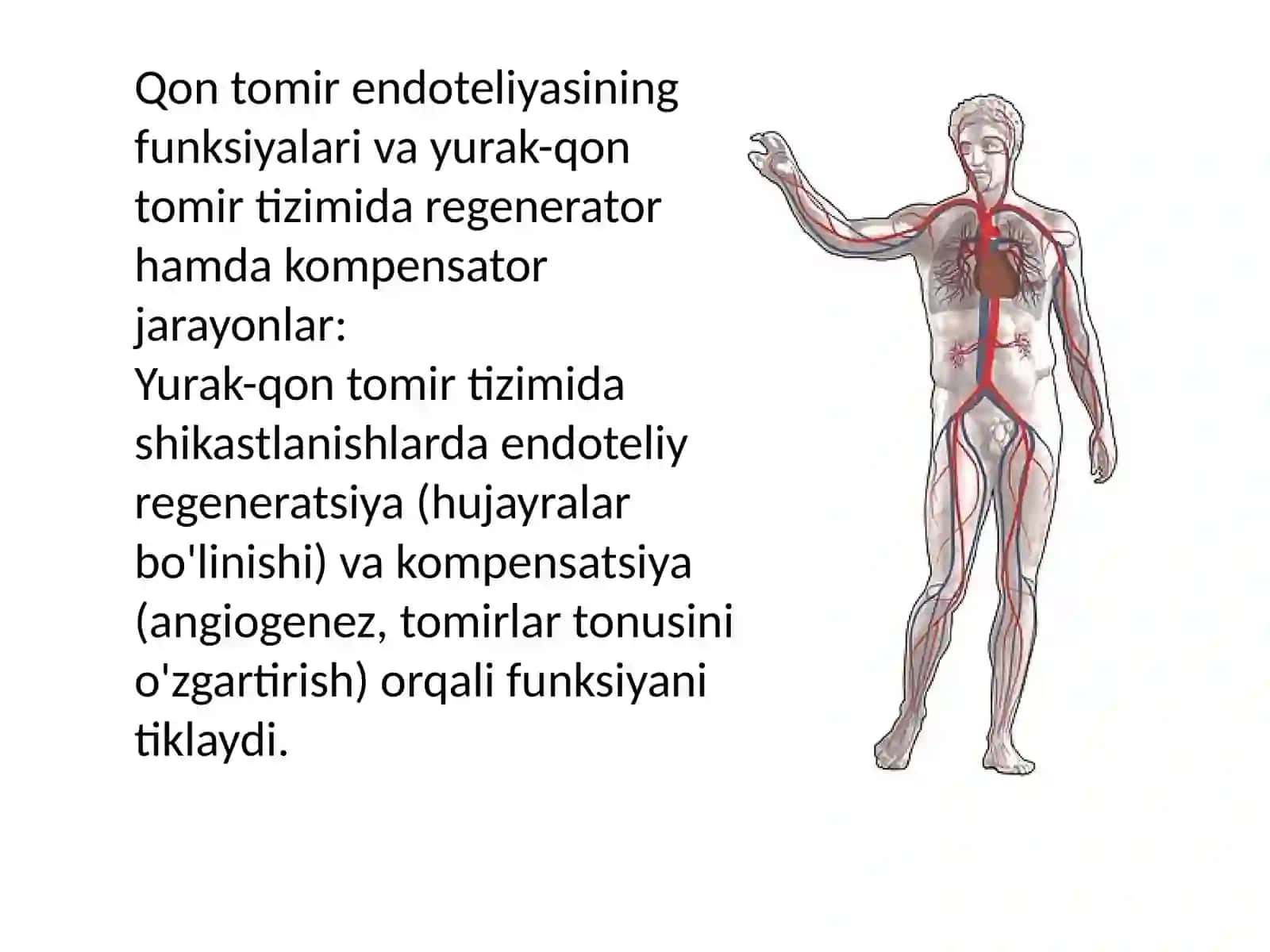 Qon tomir endoteliyasining funksiyalari. Yurak-qon tomirlar tizimida regenerator va kompensator jarayonlar. Limfa tugunlari. Birlamchi va ikkilamchi limfa tugunchalari (follikullar) tuzilishi va hujayraviy tarkibi. Limfa tugunlarining yoshga ko‘ra o‘zgarishi va regeneratsiyasi 3