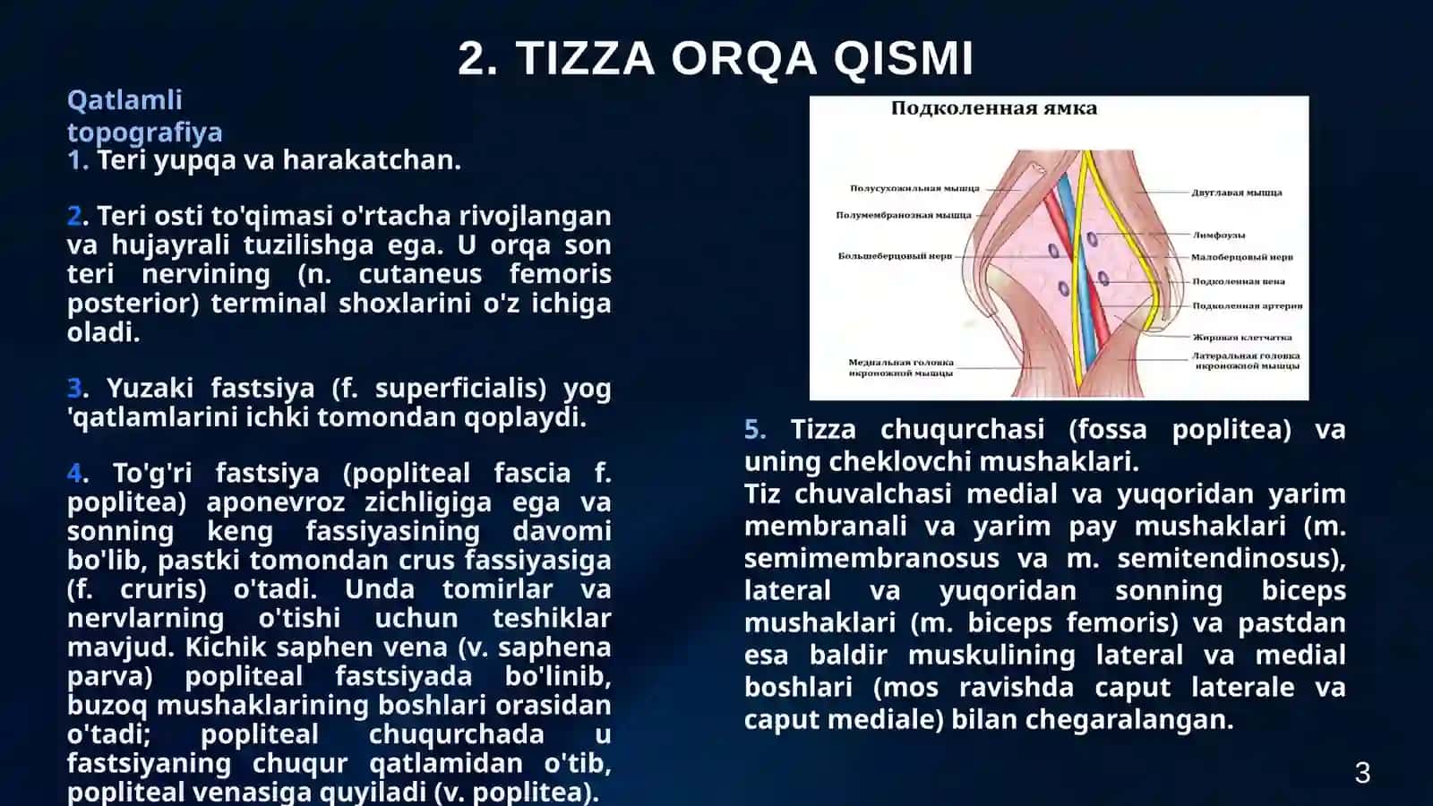 Oyoq topografiyasi: Tibial arteriyani ochish va bog'lash texnikasi. Oyoqning o'rta uchdan bir qismini amputatsiya qilish. Pirogov bo'yicha oyoqning osteoplastik amputatsiyasi. To'piq bo'g'imi va oyoqning topografiyasi. Oyoq barmoqlarining amputatsiyalari va disartikulyatsiyasi (Garanjo, Lisfranc, Sharp bo'yicha). Pastki ekstremitadagi yiringli jarayonlar uchun jarrohlik amaliyotlari. 3