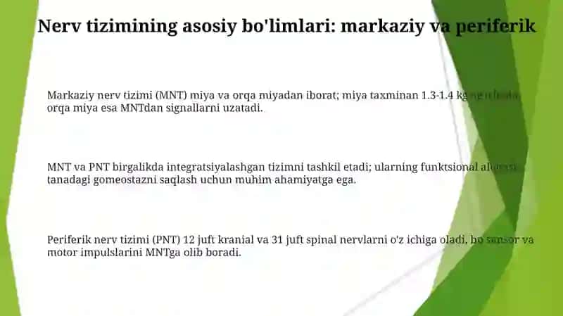 Nerv tizimining yoshga oid umumiy fiziologiyasi va gigeyenasi 3