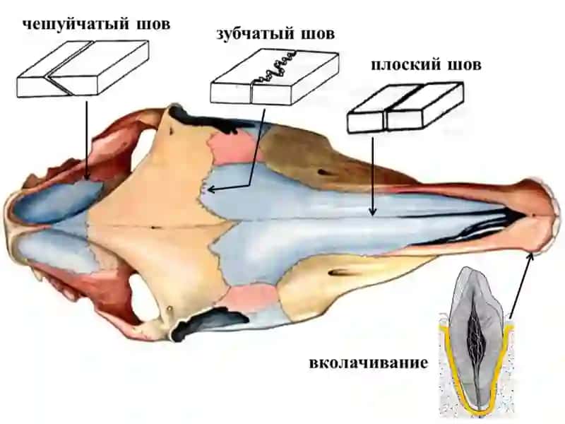 SUYIK BO‘G‘IMLARI TURLARI 3