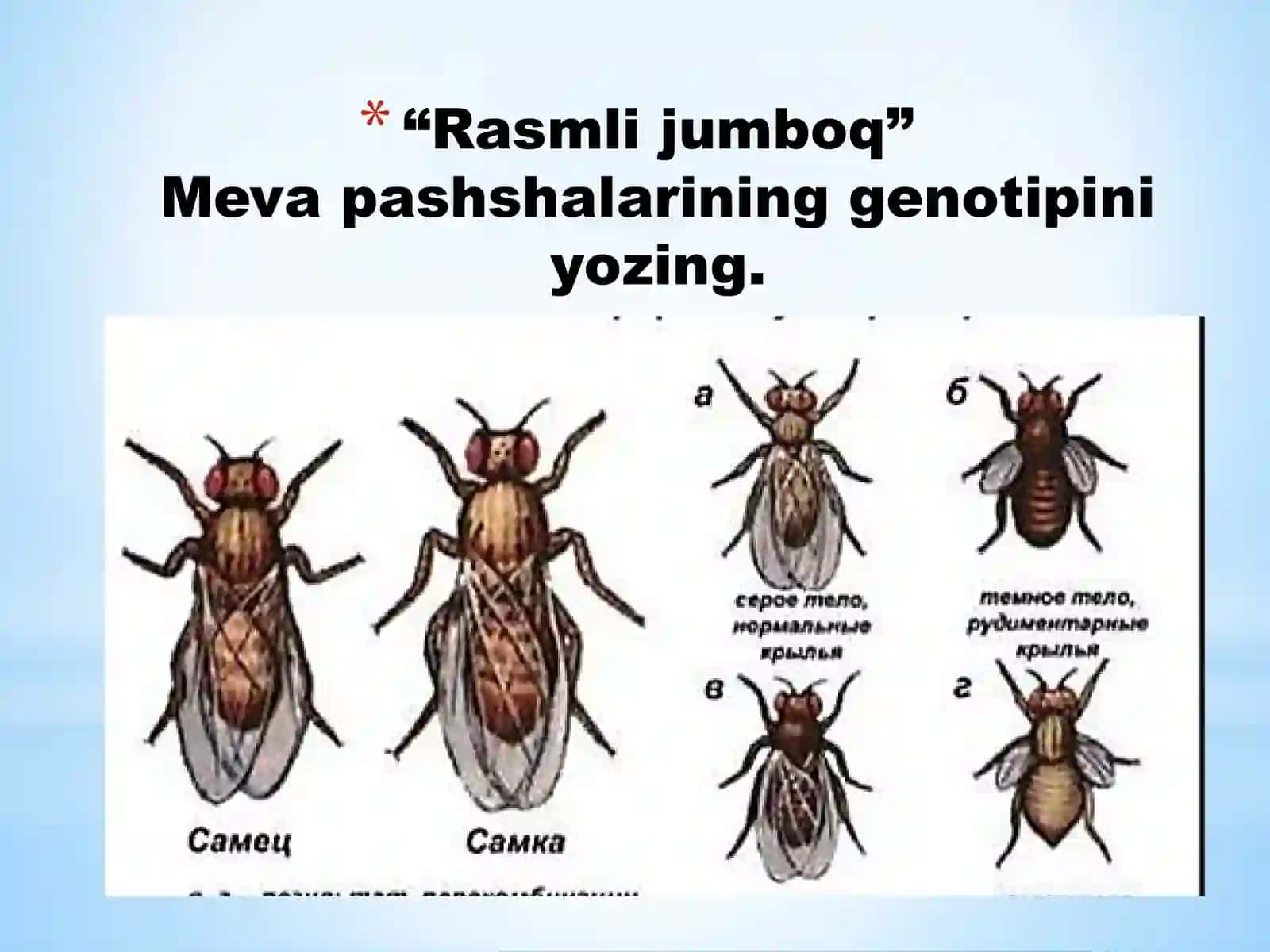 JINSGA BOG‘LIQ HOLDA IRSIYLANISHIDARS TAQDIMOTI 3