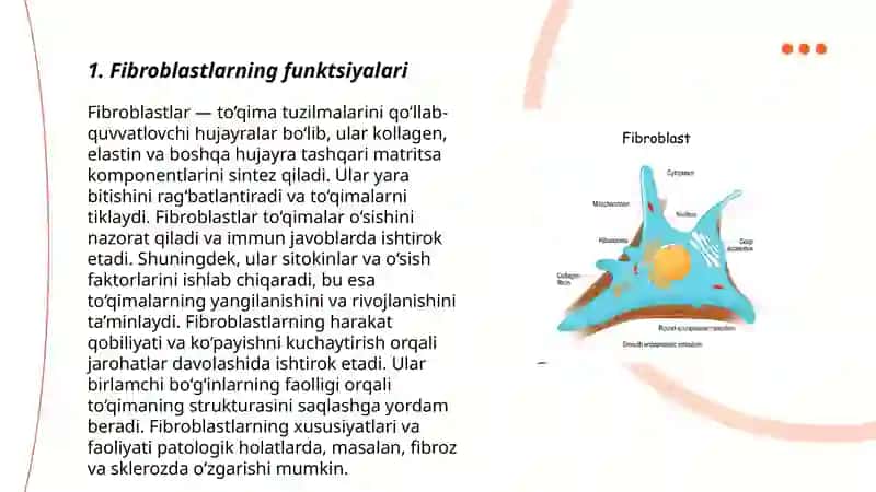 Fibroblastlarning jarohatning bitishi va chandiq hosil boʻlishidagi roli 3