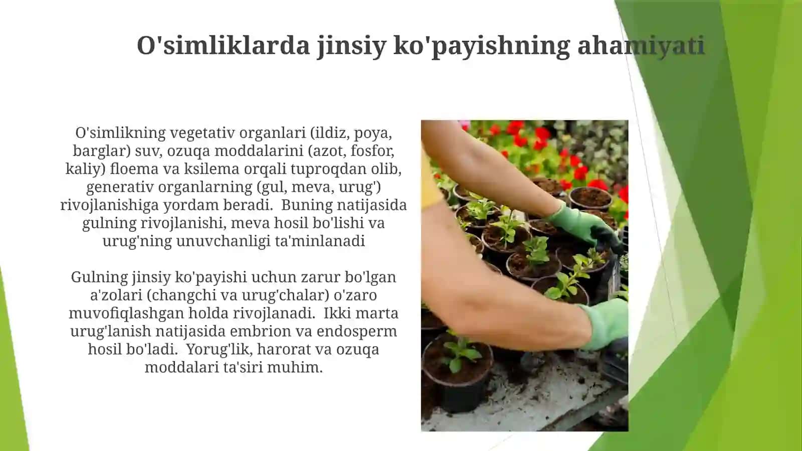 O'simliklarni vegetativ va generativ organlari 3