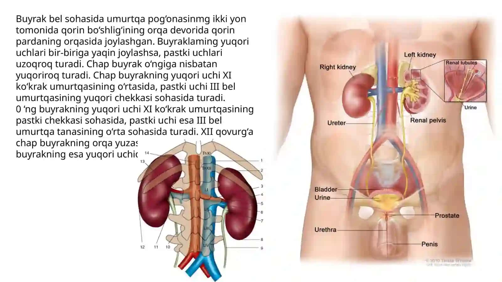 Mavzu№7:Siydik-tanosila'zolarisistemasi.Buyraklar.Siydikyoʻli,qovuq,siydikchiqarishkanali 3
