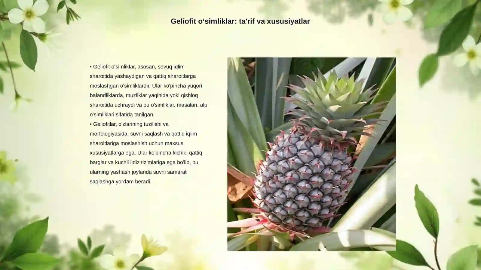 Geliofit va siofit oʻsimliklar tuzilishi 3