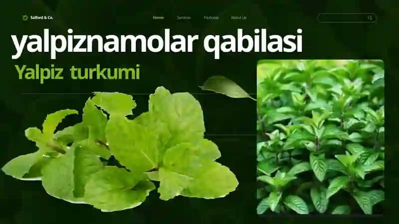 Tangirova Xadichaning botanika fanidan tayyorlagan taqdimoti 3