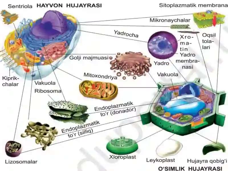 Eukariothujayraningtuzilishivafunksiyasi 3