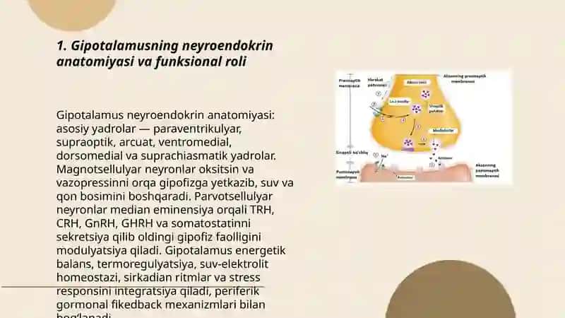 Neyroendokrin tizimning struktur funksional tavsifi 3