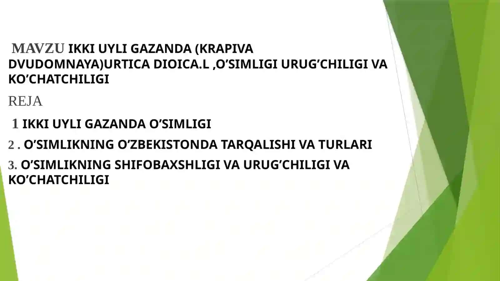 II Uyli gazanda (Krapiva dvudomnaya) Urtica dioica L O’simligi urug’chiligi va ko’chatchiligi 3