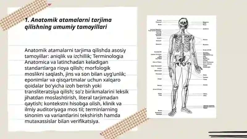 Anatomik iboralarning tarjimasi 3