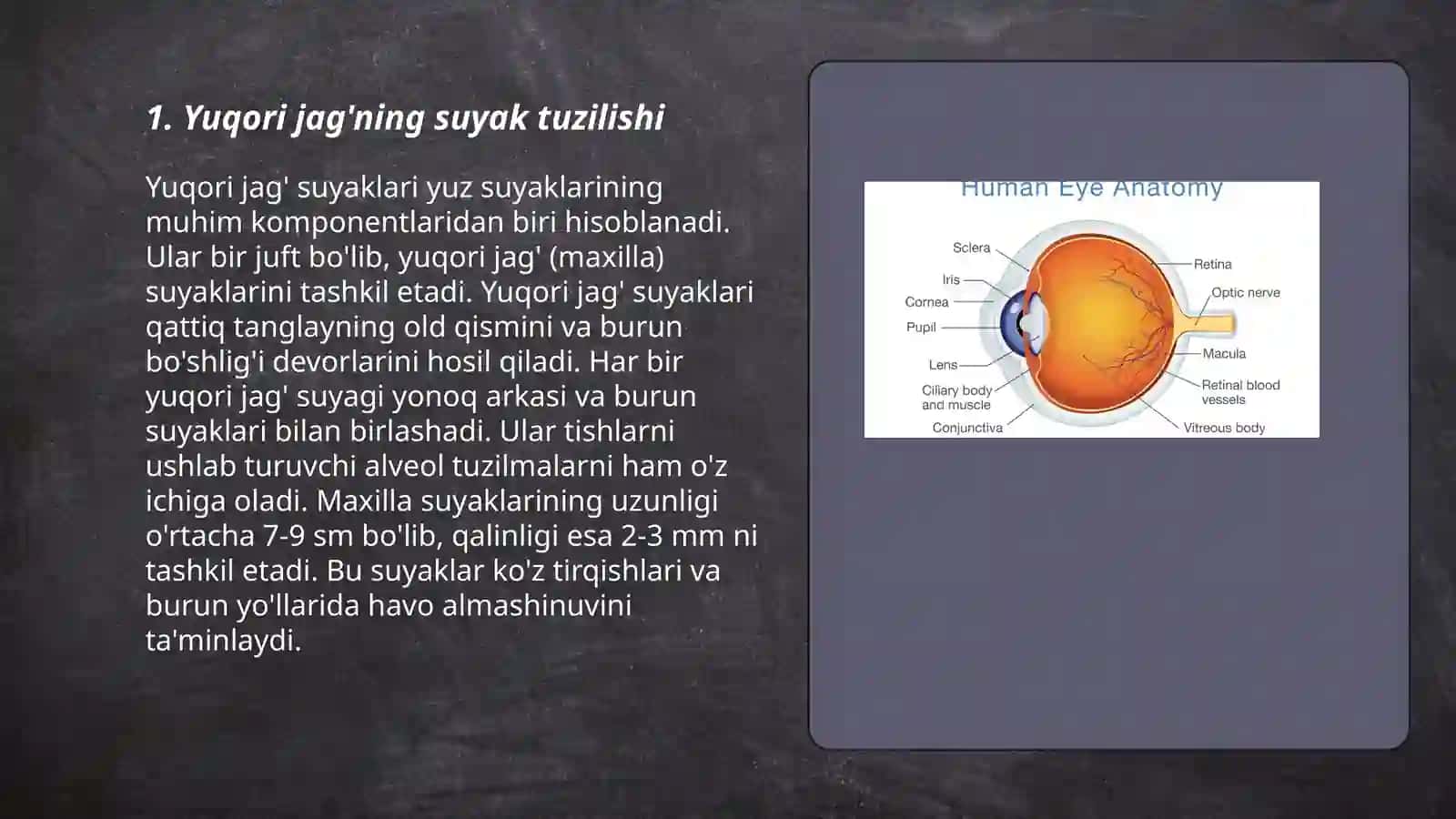 Yuqori va pastki jagning anatomik tuzilishi 3