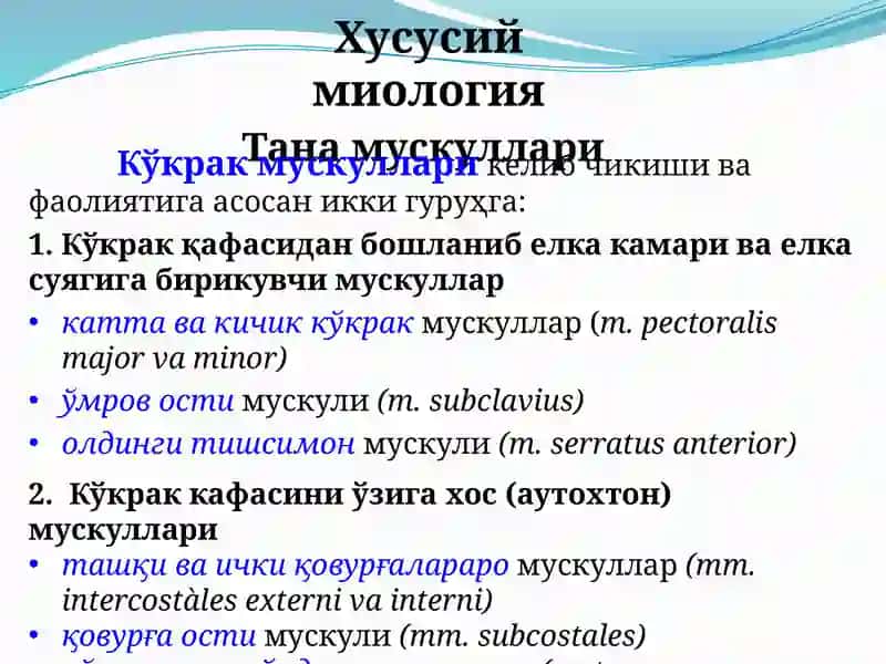 Ko’krak vaqorin muskullari 3
