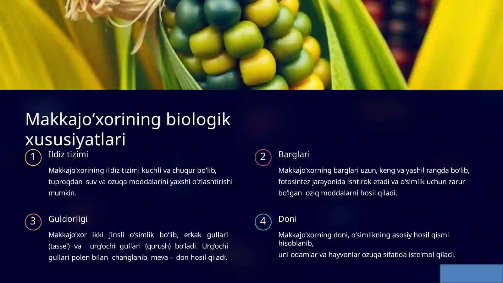 Sug‘oriladigan shoroitda  makkajo'xorini don  uchun yetishtirishning  biologik asoslari 3