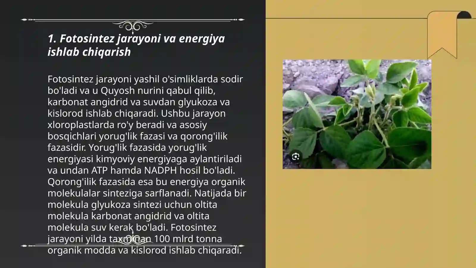 O'simliklarda energiya tizimining shakllanishi. Uglevodlar parchalanishi 3