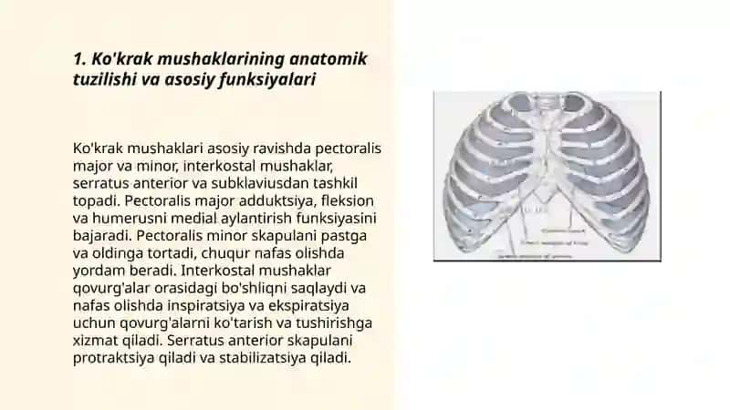 Ko'krak mushaklari 3