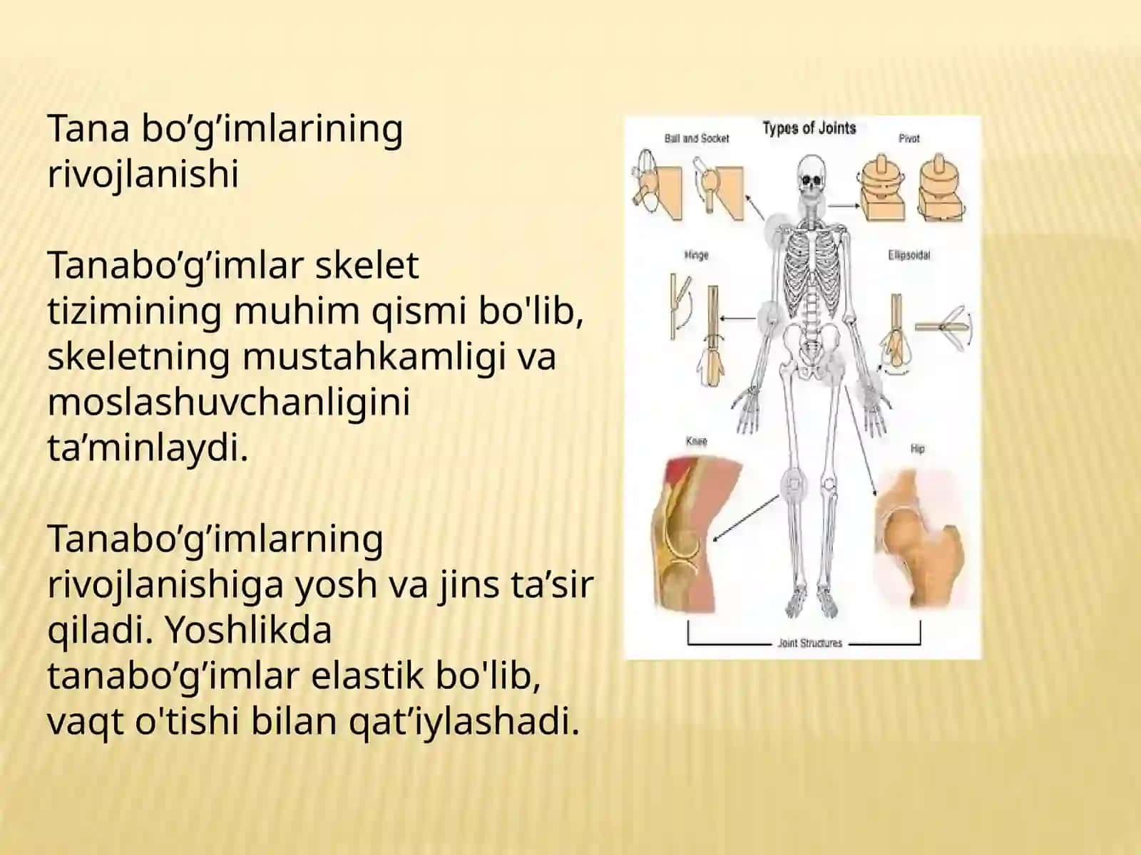 Tana bo’g’imlarining rivojlanishi, umurtqabirlashmalarining rivojlanishidagi o’zgarish xususiyatlari, va fiziologik qiyshaymalarning paydo bo’lish davrlari 3