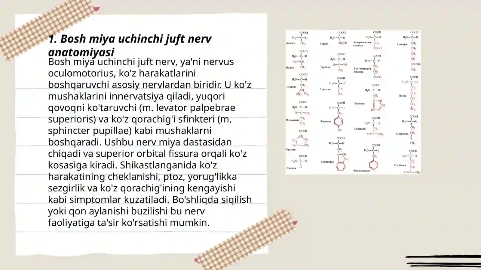 Bosh miya uchinchi juft nerv anatomiyasi 3