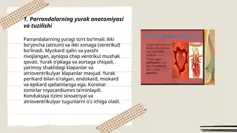 Parrandalarning yurak va qon tomirlari fiziologiyasi 3