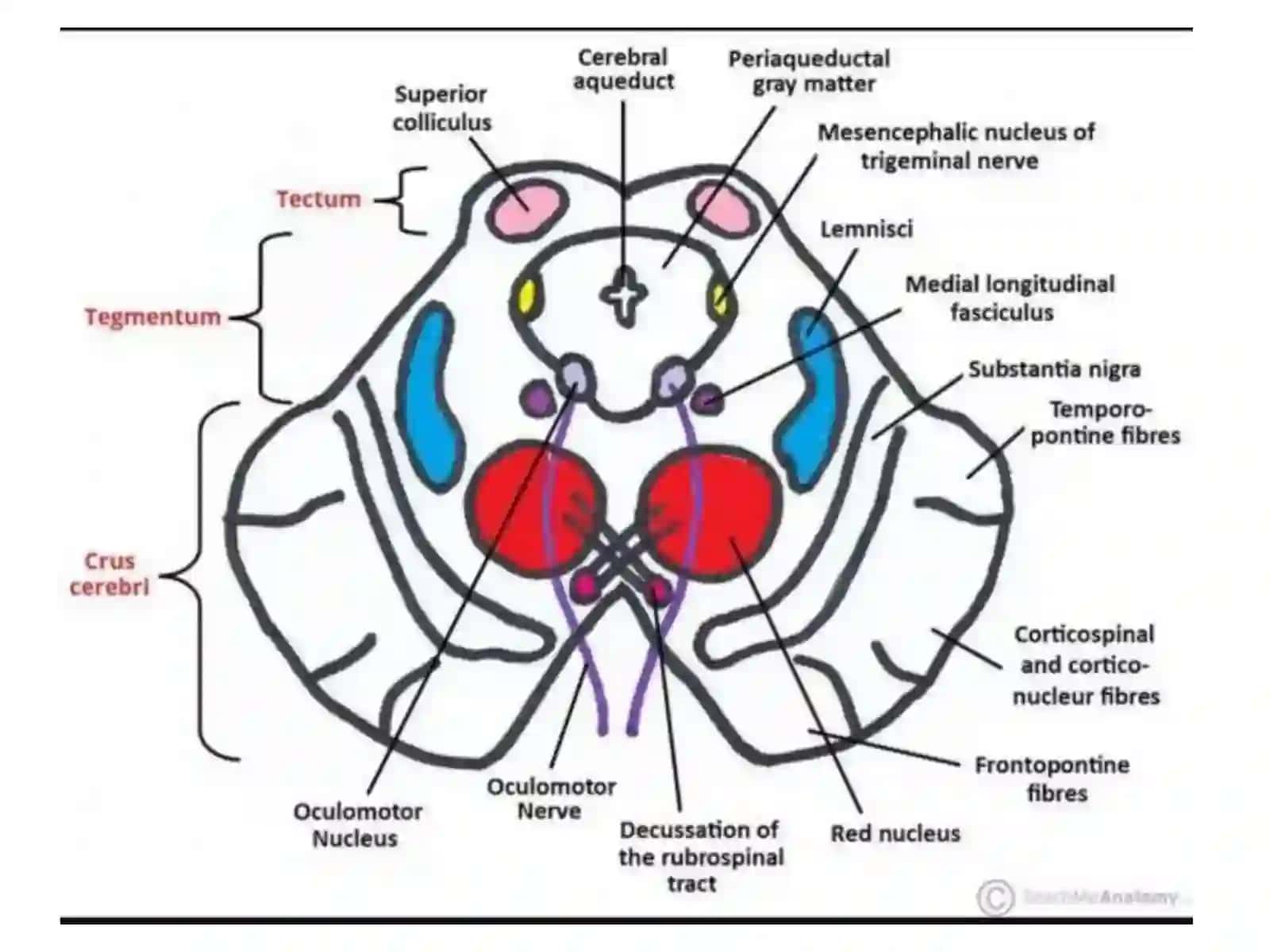 Tayyorladi: Oxunova Fotima II pediatriya 209-guruh 3