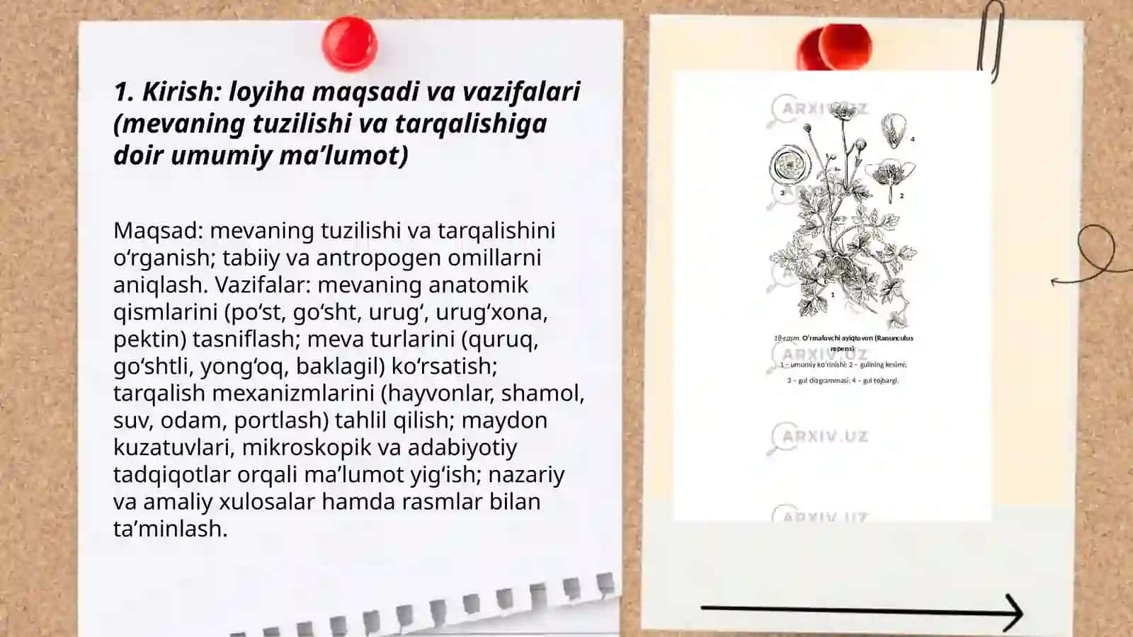 Mevaning tuzilishi va tarqalishi haqida loyiha ishi 3