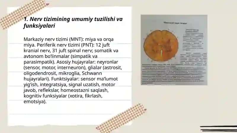 Nerv tizimi, umumiy tavsifi, taraqqiyoti 3
