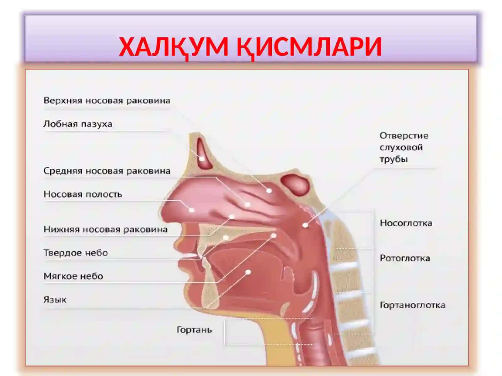 ХАЛКУМНИ ВА ХИКИЛДОКНИКЛИНИК АНАТОМИЯСИ.ХАЛКУМНИУТКИР ВА СУРУНКАЛИ КАСАЛЛИКЛАРИ 3