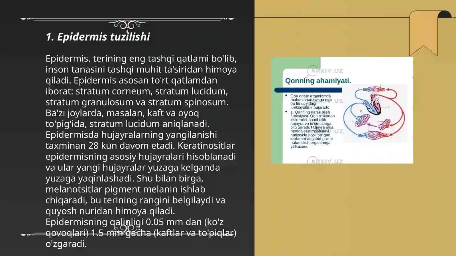Ōsimlik toqimalari tuzilishi va vazifalari 3