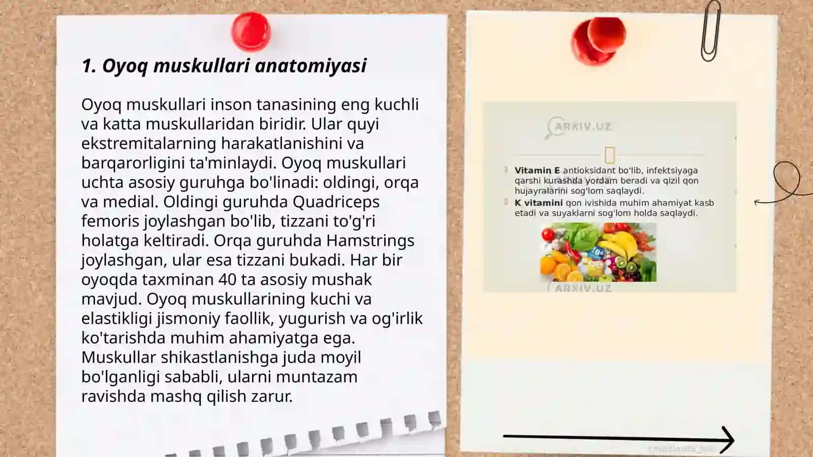 Oyoq muskullari va uning fiziologiyasi 3