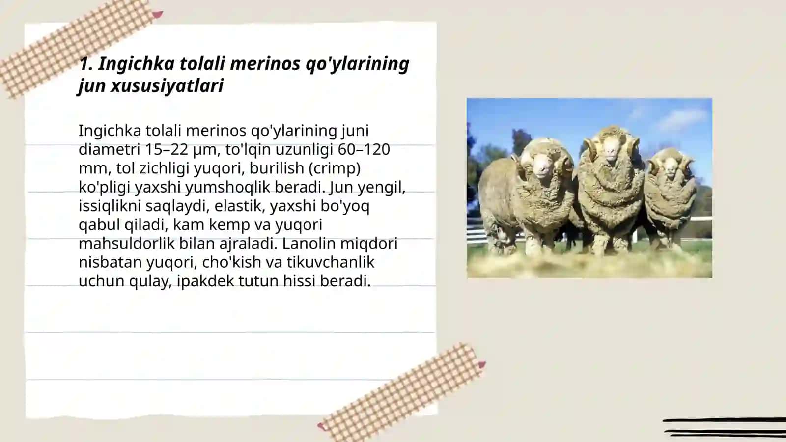 Ingichka tolali qo'y junlar merinos qo'ylarining junlari 3