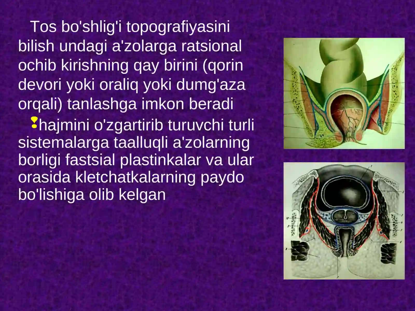 Tos chanog'i topografikanatomiyasi 3