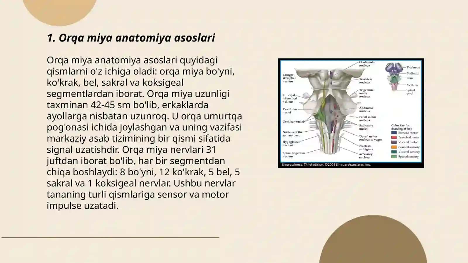 Orqa miya kulrang moddasida oʻzaklarning joylashuvi va ularning ahamiyati 3