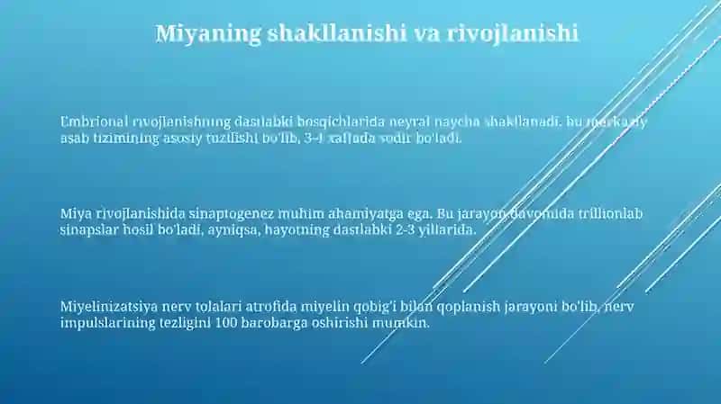 Bosh miyaning rivojlanishi 3