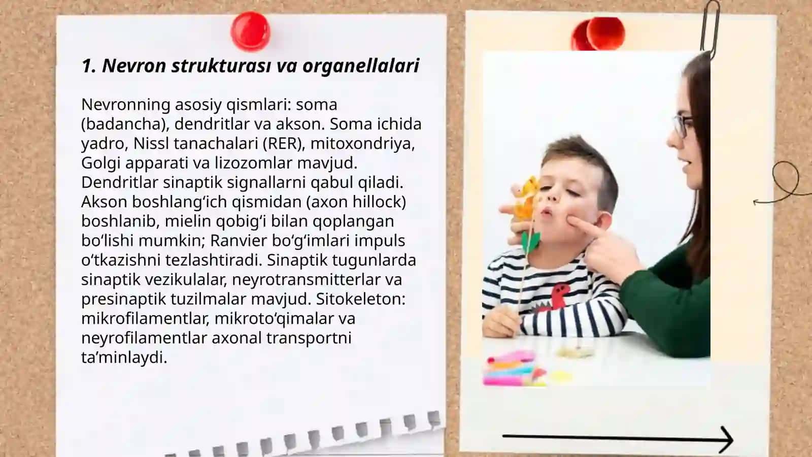 NUTONING ANATOMIK-FIZIOLOGIK MEXANIZMLARI 3