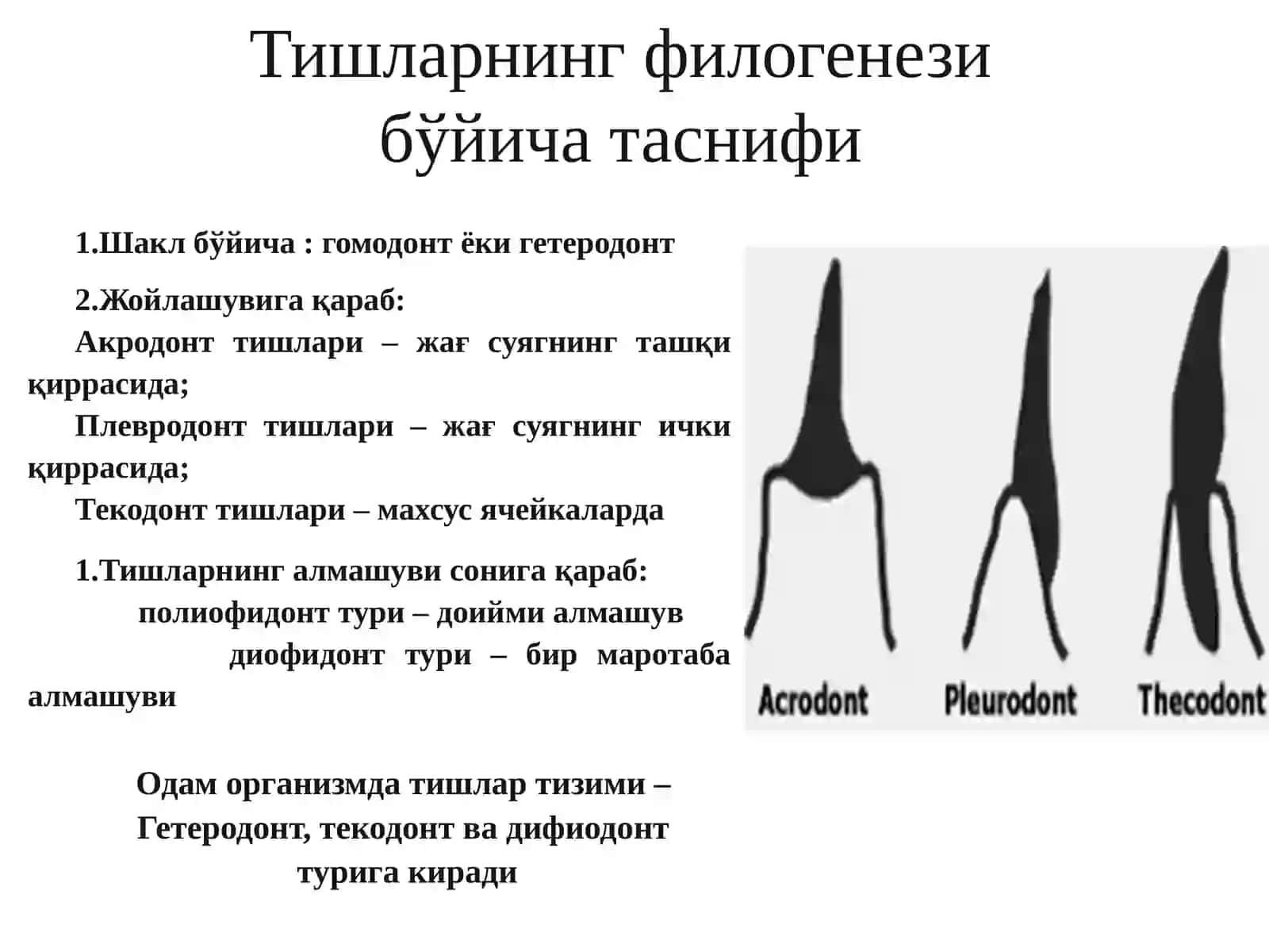 Тишлар тараққиёти. Дентал анатомия асослари 3