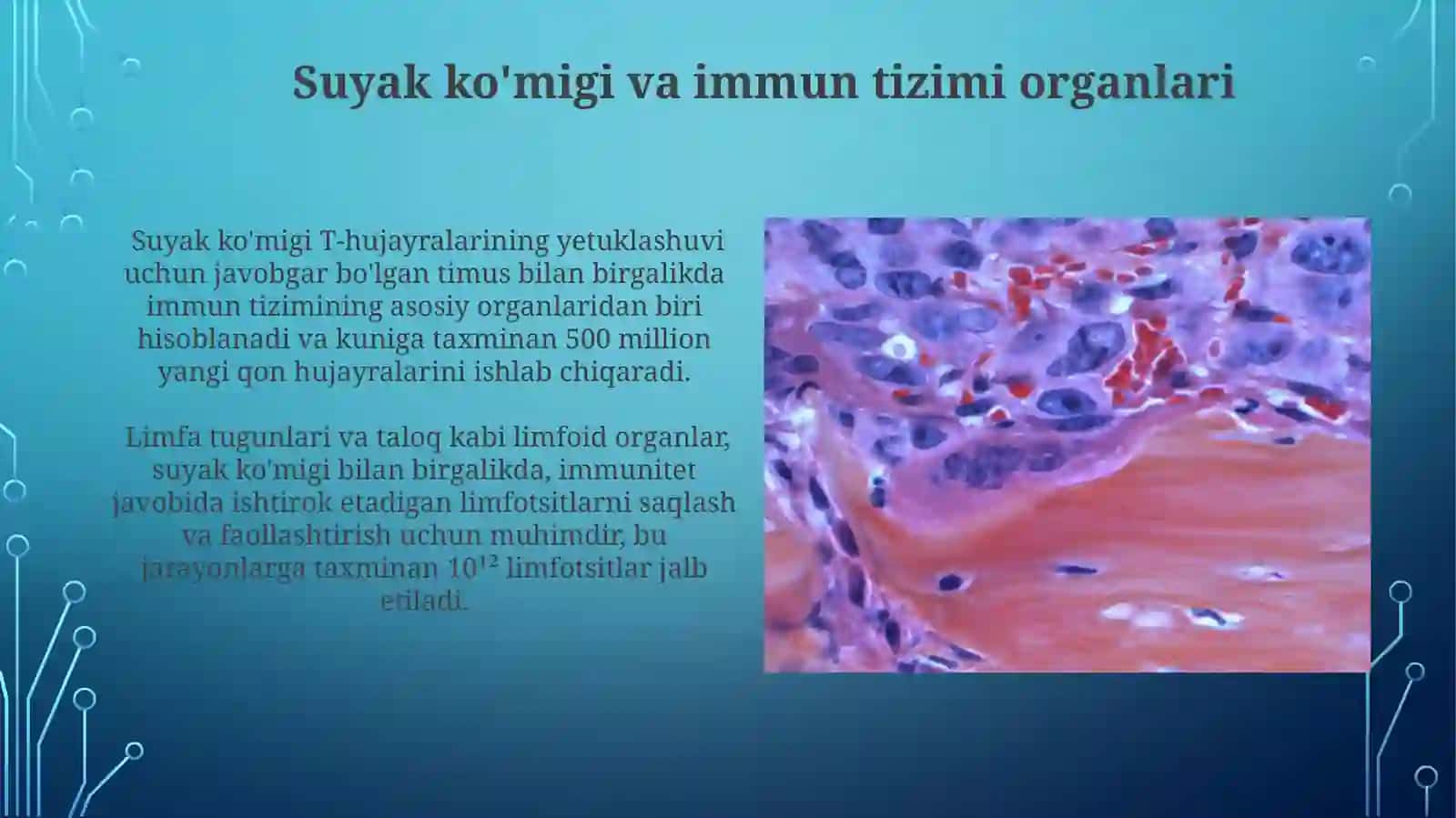 Qon yaratuvchi va immun tizimi aʼzolari 3