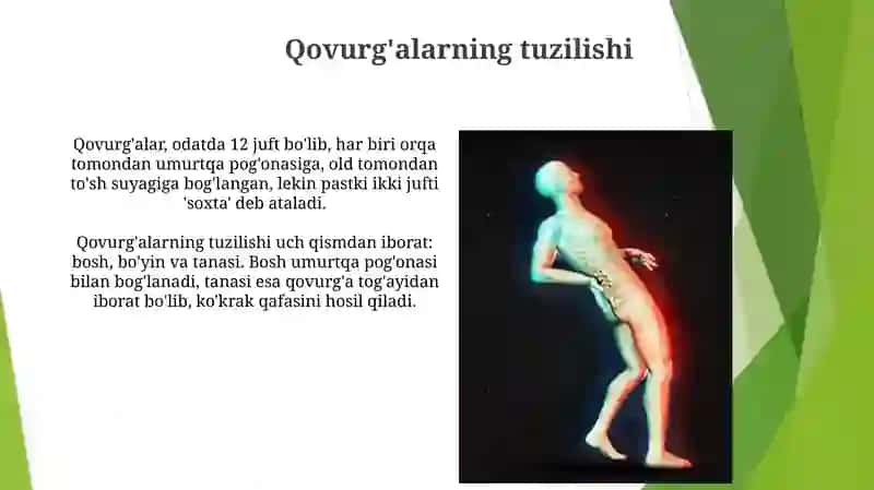 Qovurg'alarning tuzilishi 3
