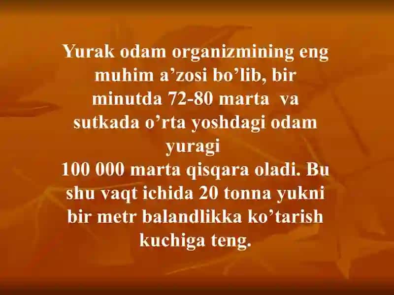 YURAK ANATOMIYASI 3